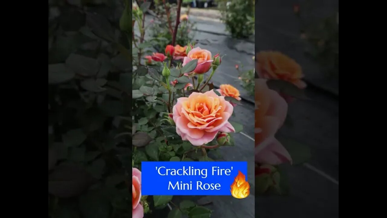 Crackling Fire Miniature Rose #shorts