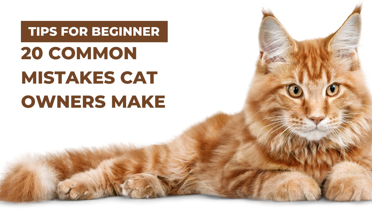 20 Common Mistakes Cat Owners Make