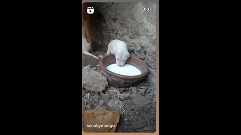 Cute Puppy 🥰😜😘