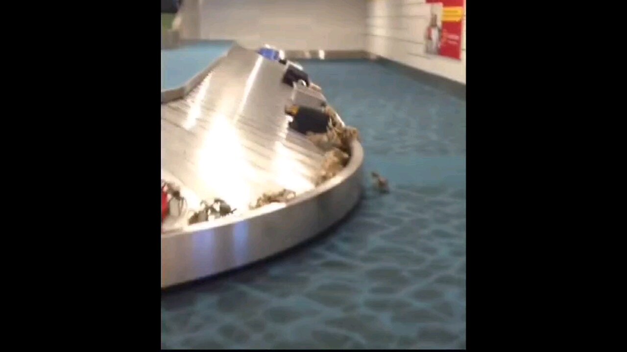 Crabs at Airport🦀🏃♀️➡️