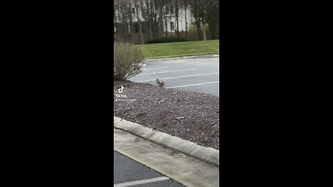 Carefree squirrel