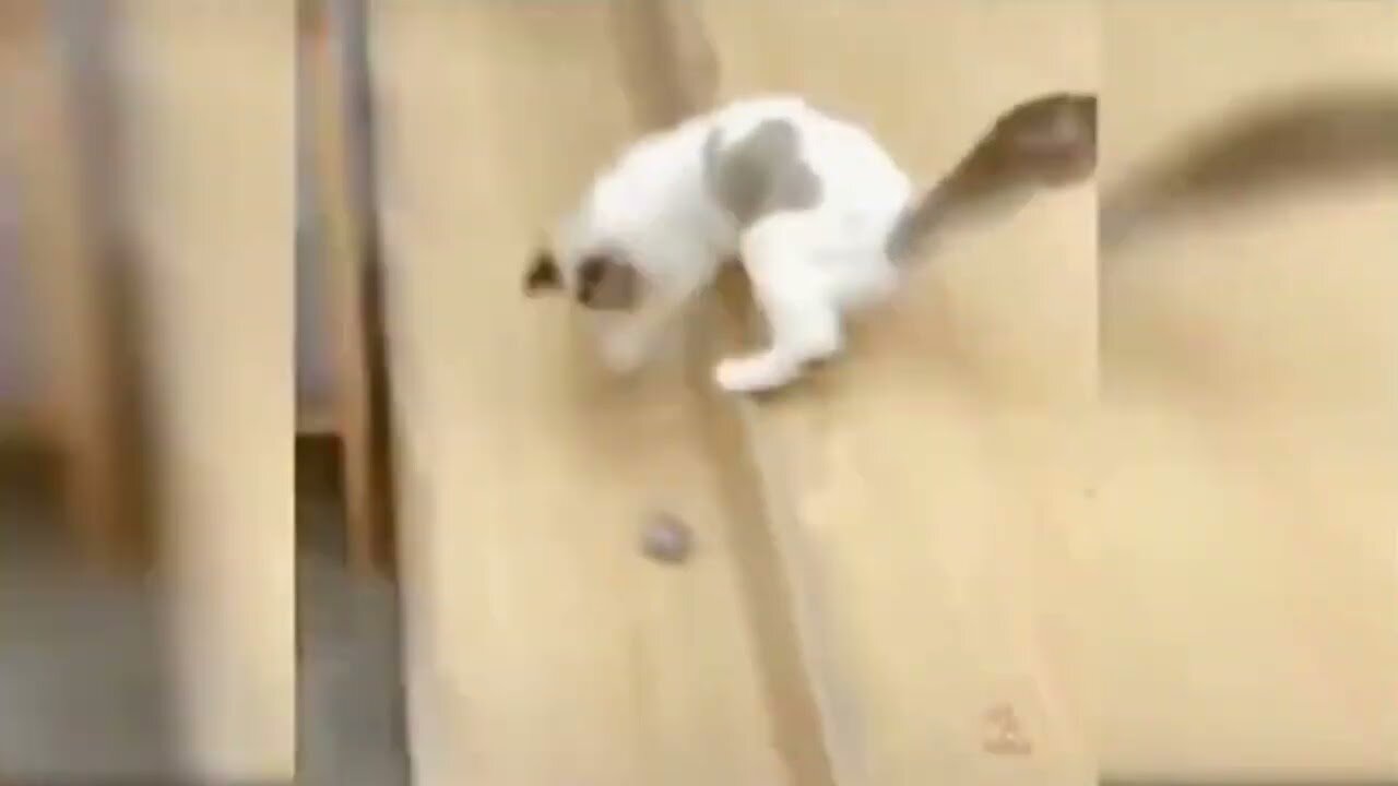 Whiskers and Whimsy: πΎ A Paw-some Cat Compilation-Cute cats compilation-funny cats - πΊπΊπΊπΎ