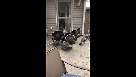 Turkeys