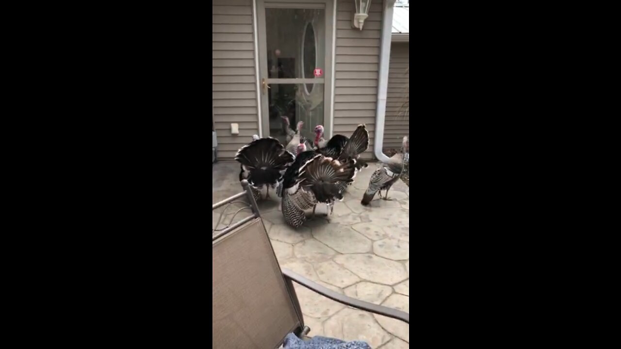 Turkeys