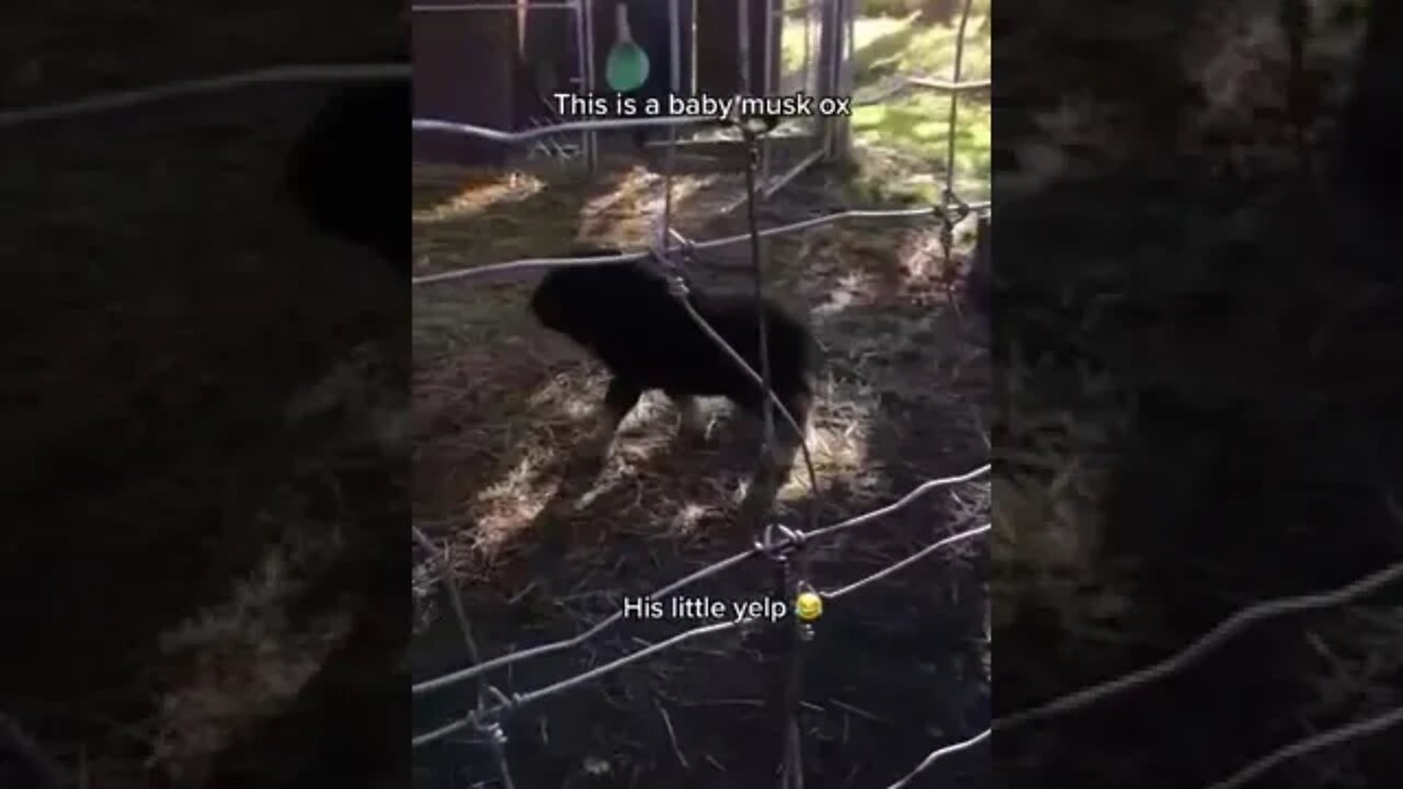 Baby muskox playing