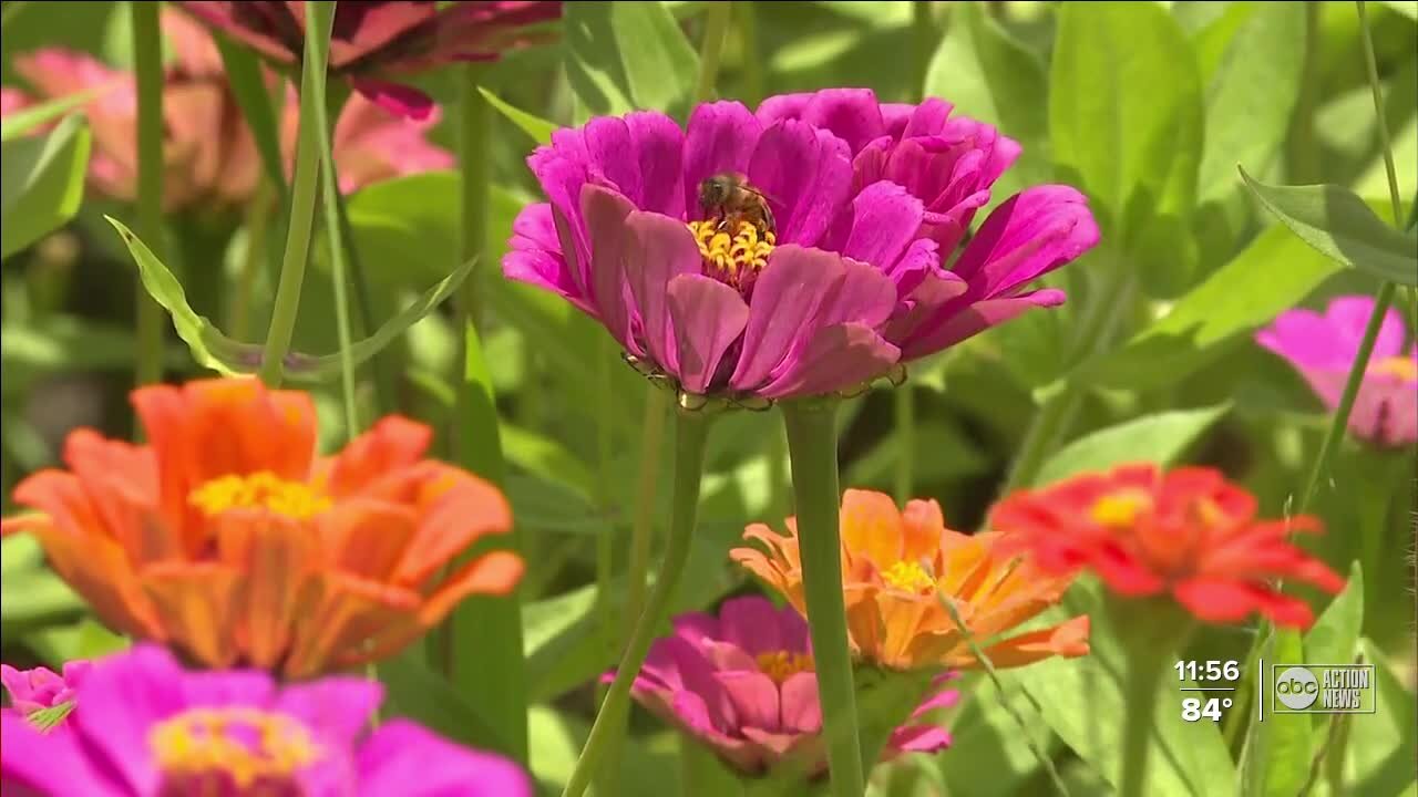 Strawberry farmers turn to flowers to generate revenue during off season