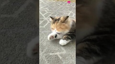funny cat videos | cute cat videos| cute animals funny cats #shorts #shortsfunny #cutecat #funnycat