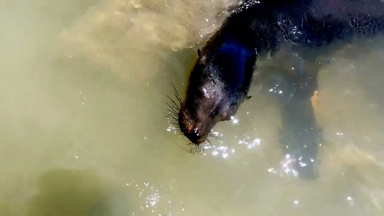 Sea lion hunting in swimming area catches a fish in Galapagos Islands