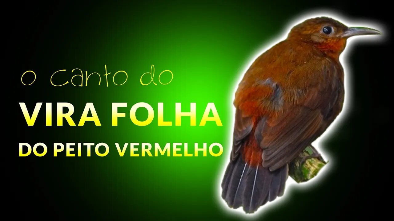 Veja Esse Pássaro - VIRA FOLHA DO PEITO VERMELHO - Belo Pássaro de Estimação 🐦