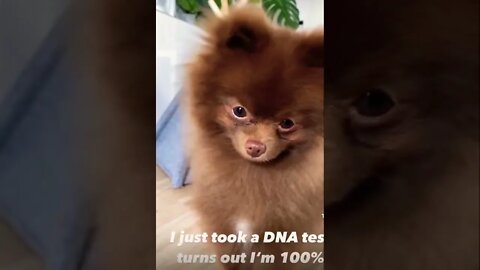 DNA test baby get it viral | #shorts | #viral | #funny | #dna