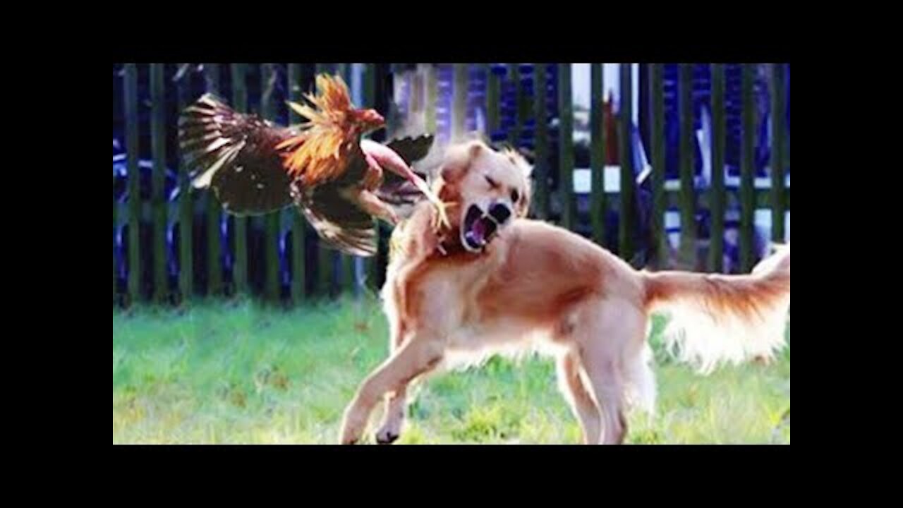 Chicken VS Dog Fight _ Funny Dog Fight Videos _ Chicken Fights _