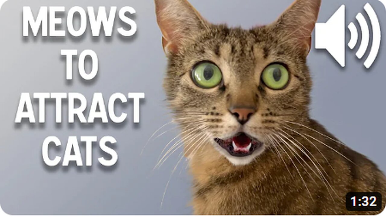 Sounds that attract cats - Meow to make cats come to you