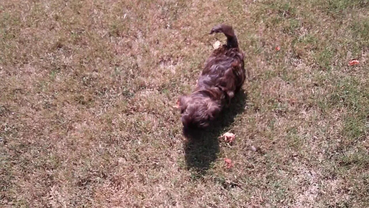 Puppies!!! September 8. 2019(6)