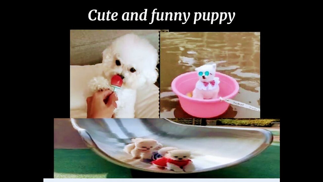 Funny and cute puppy