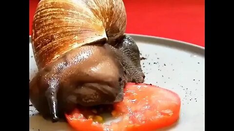 Snail Eating Tomato