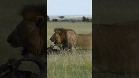 Lion Captures Cape Buffalo on Camera!🤔#shorts #safari #travel #travelling