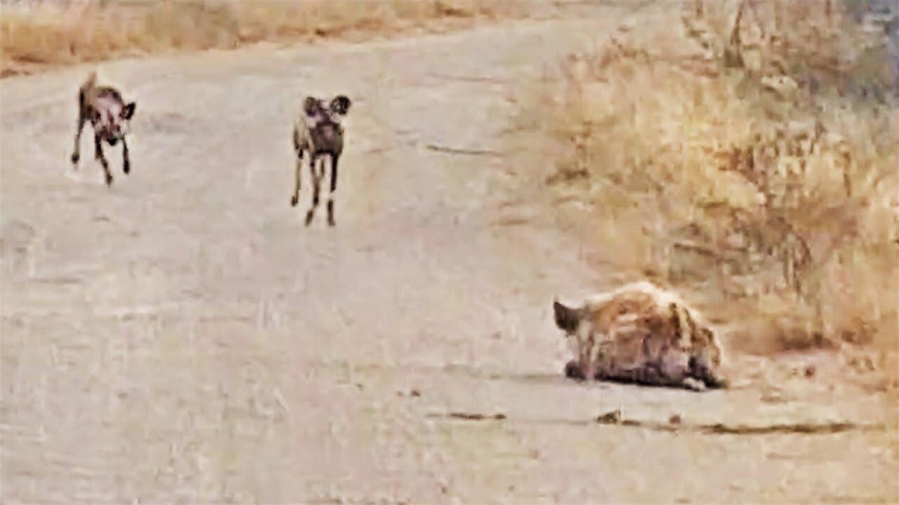 Hyena Tries Hiding from Wild Dogs in Plain Sight