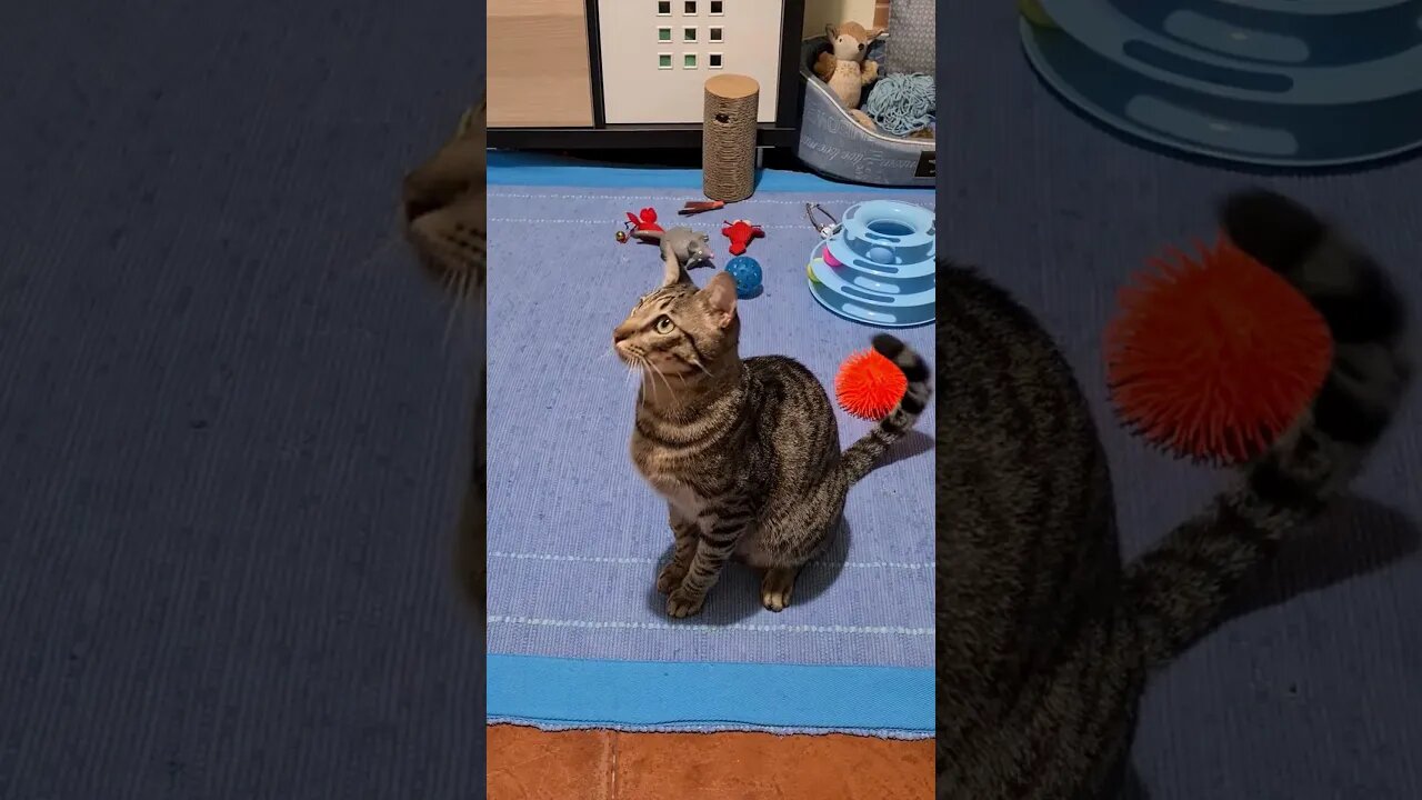 cute cat playing funny game#shorts