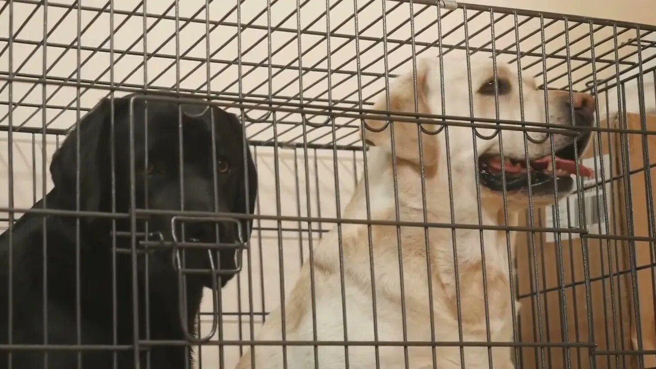 Golden and black labradors in the cage