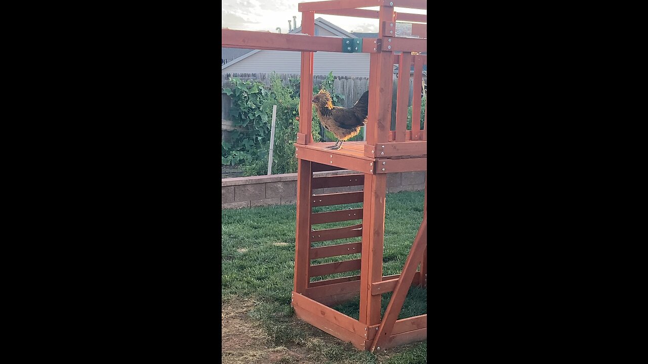 Chickens 🐓