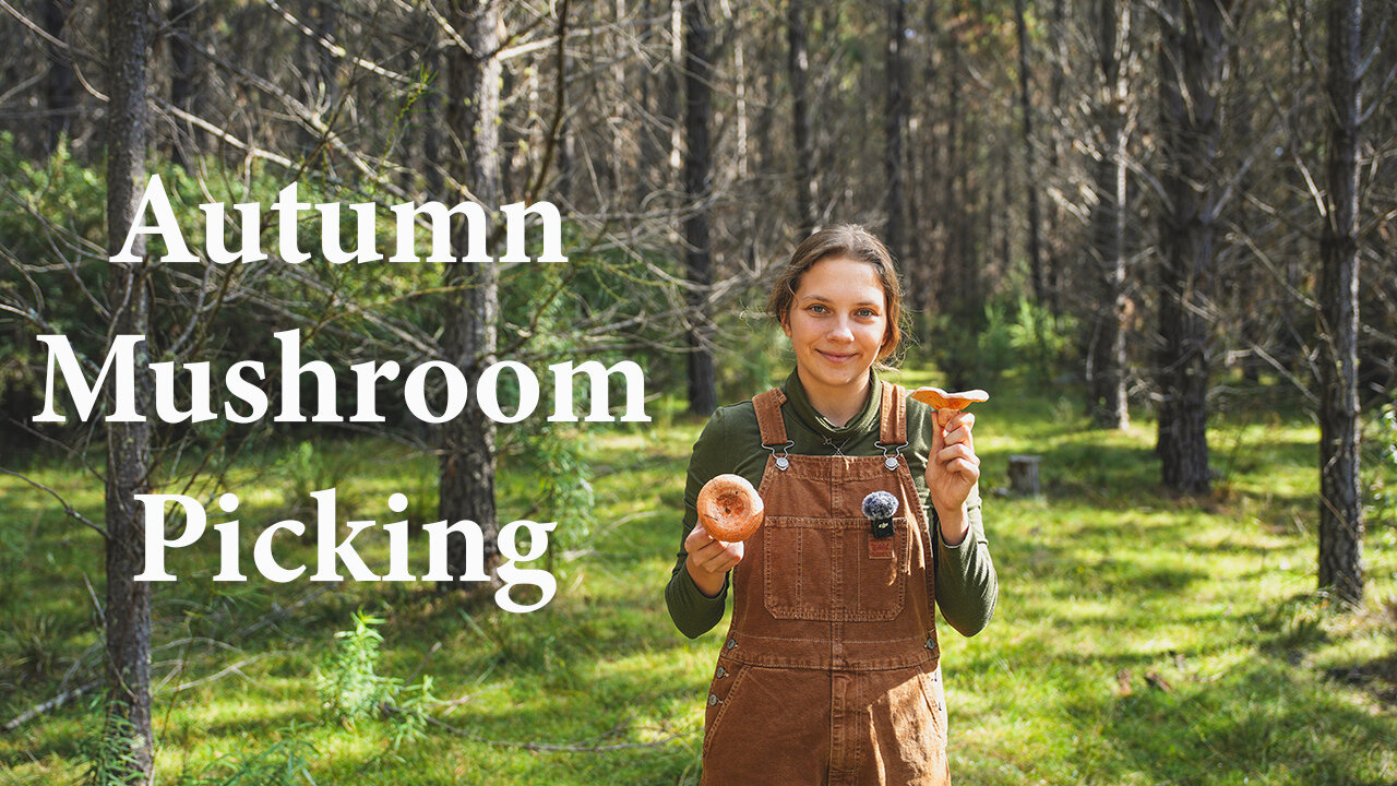 Foraging for Australia's Saffron Milk Cap Mushroom