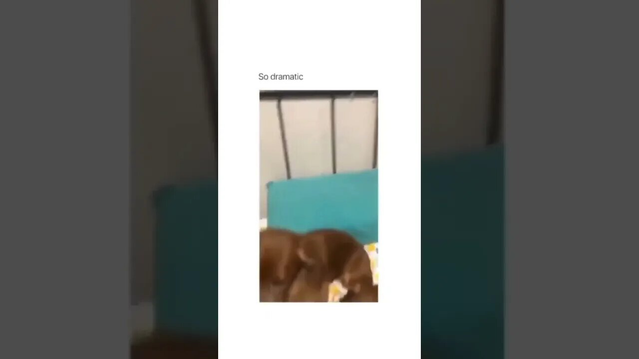 🥺🥺
