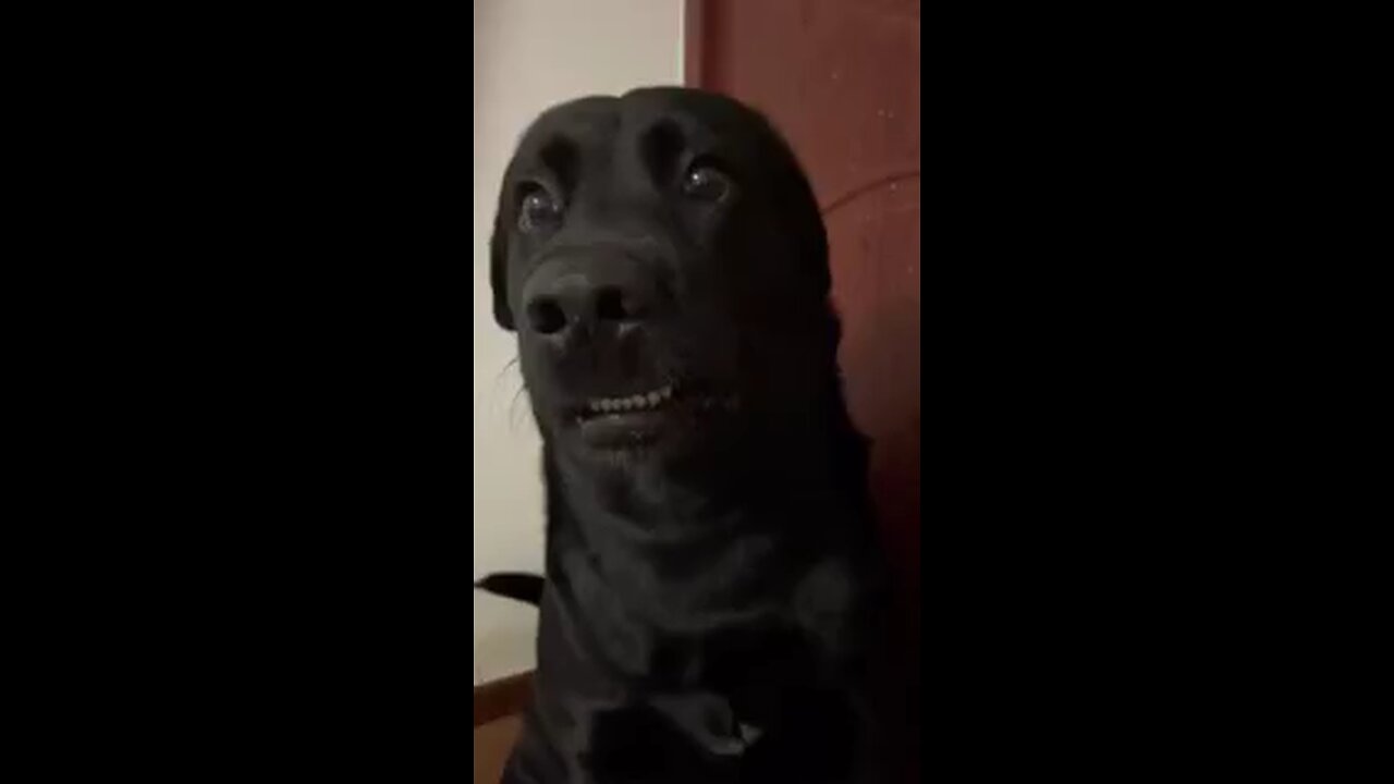 funny dog reaction 🤣