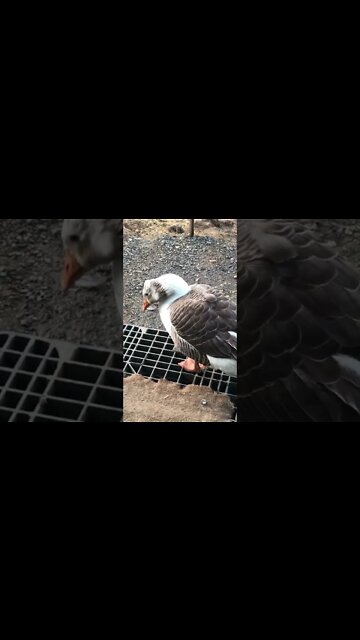Blair the goose enjoys sitting on my doorstep 💕