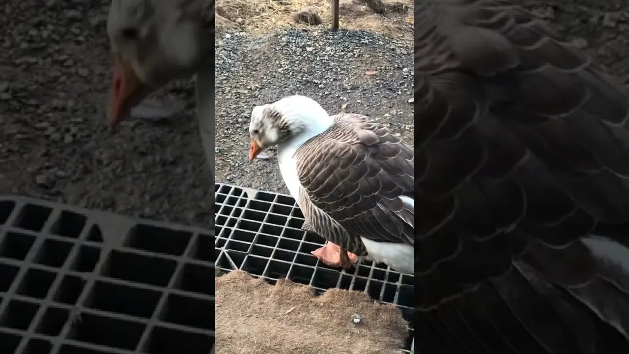 Blair the goose enjoys sitting on my doorstep 💕