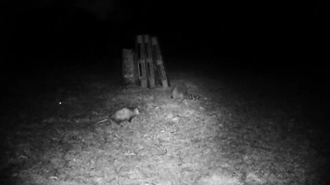 Critters almost fight over green beans!