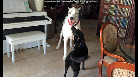 Male & Female Great Dane's Funny Ways Of Greeting Guest Dogs