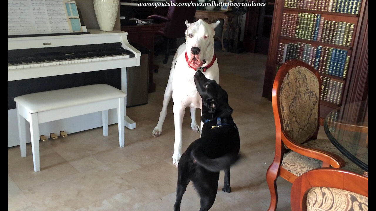 Male & Female Great Dane's Funny Ways Of Greeting Guest Dogs