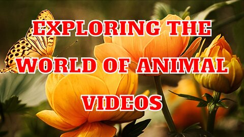 Exploring the World of Animal Videos