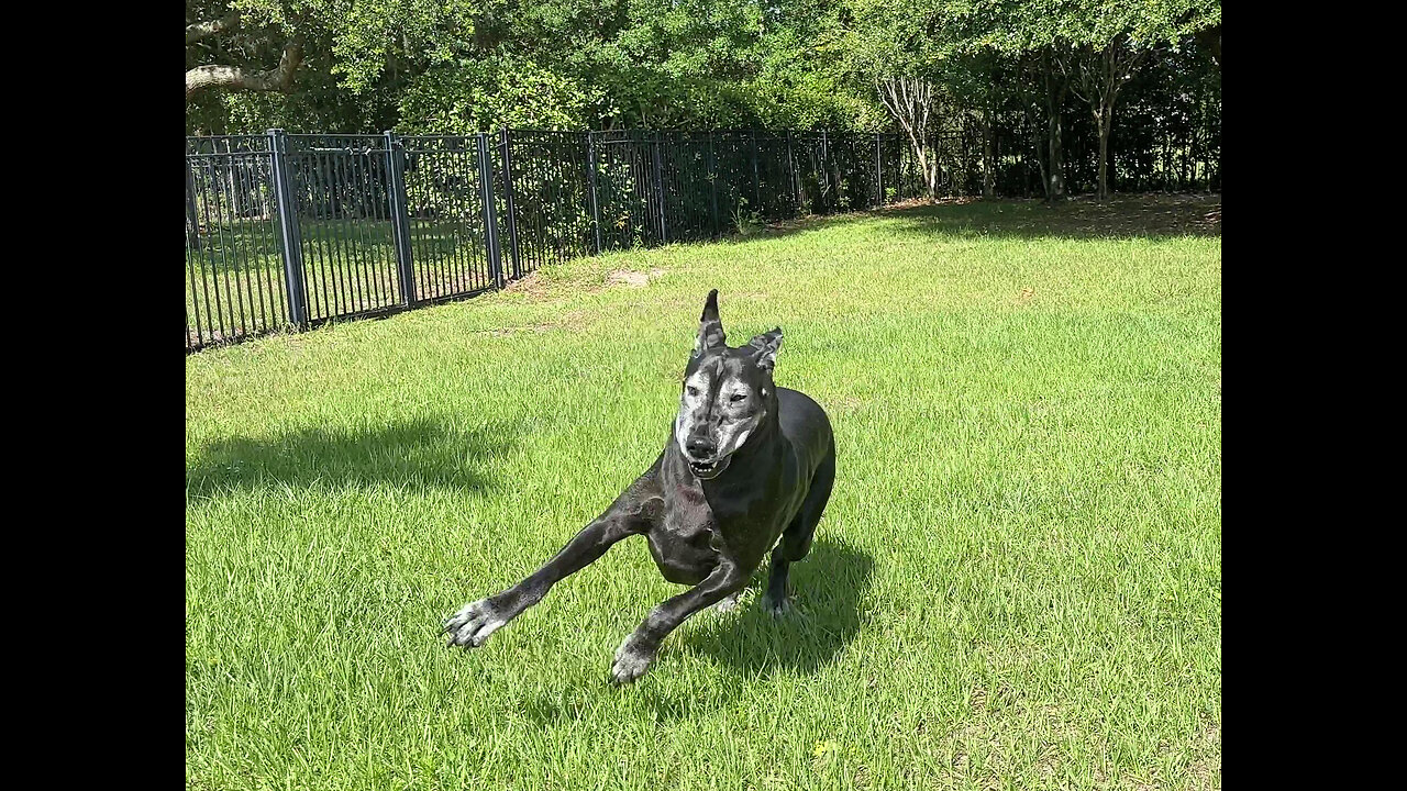 Happy Senior Great Dane Runs Figure 8 Zoomies After Pool Fun