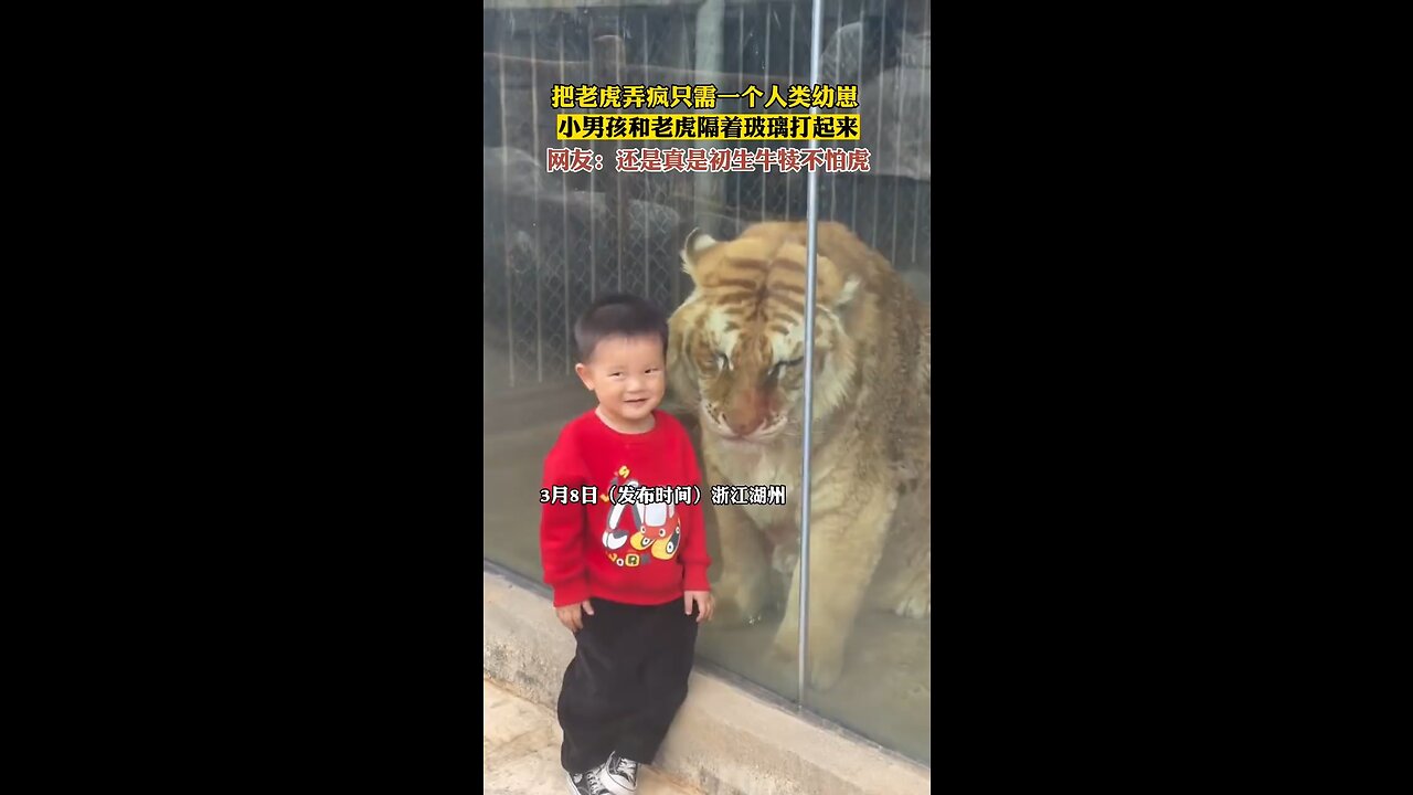 The boy who dared to fight with the little tiger
