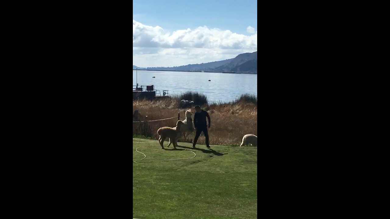 Friendly alpaca just want to play with human