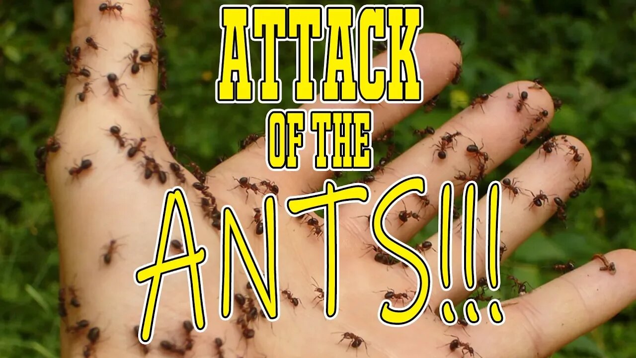 Attack of the Ants!