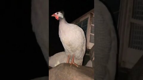 Baby guinea fowl first night out free range with flock since being injured