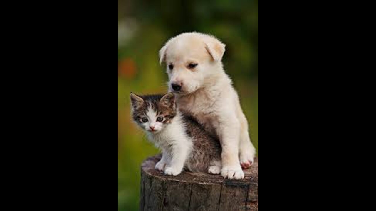 Funniest Cats and Dogs4
