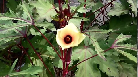 Okra Flower Closing Time Lapse