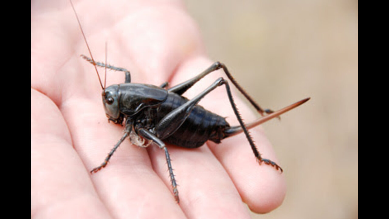 Mormon Crickets - Owyhee County Idaho, May 15, 2021