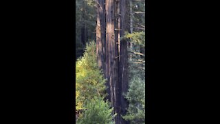 Redwood Trio