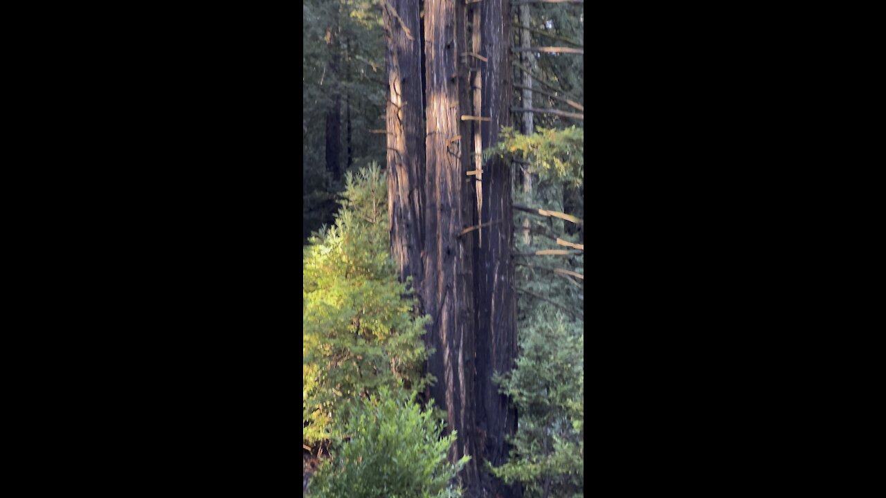 Redwood Trio