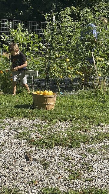 Yellow Tomatoes Are Ready 🍅 CHAMBERLIN Family Farms #gardening #YellowTomatoes #farming #homestead