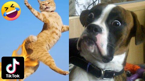 Funniest Cats and Dogs Videos 2023 🤣 - Best Funniest Animals Videos