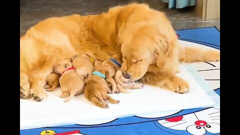 Gosh, have you ever seen a dog who takes care of pregnant women?