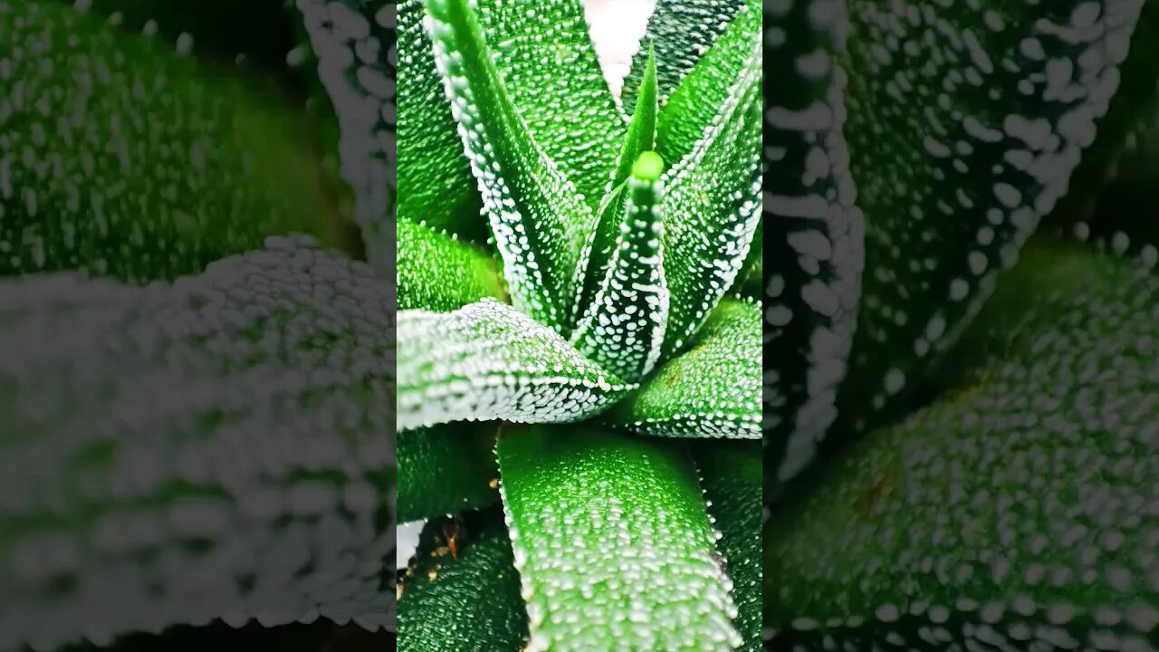 #short how planting a #haworthia in glass. #succulent