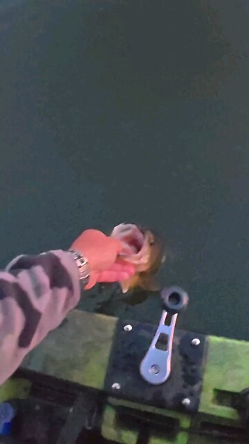 Chunky Creek Largemouth 🎣