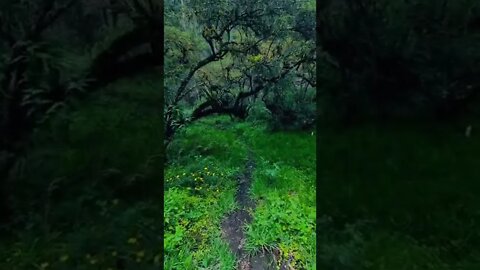 nature#amazingtrail#viral#nature#shorts