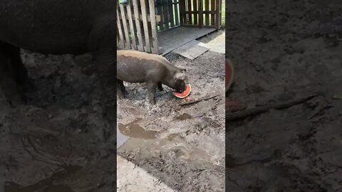 PIGS EAT WATERMELON!